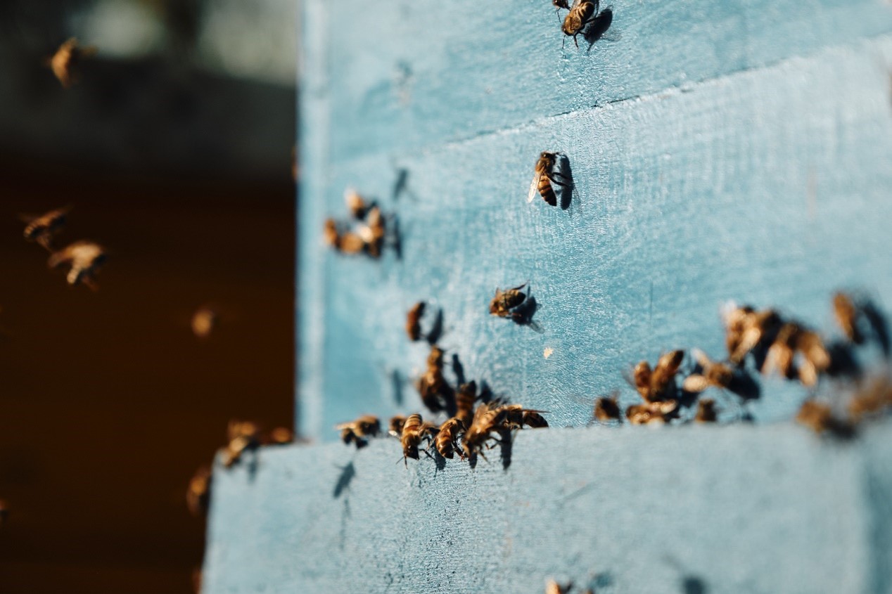 “女性养蜂人” 项目进驻卢旺达 藉助养蜂培训和科学支持赋权当地女性